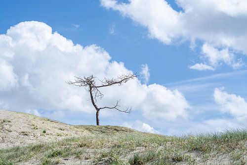 Lonely tree at Westenschouwen