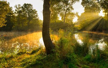 Sommermorgen in den Rheinauen von Tanja Voigt