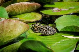Grenouille d'eau sur une feuille de nénuphar sur ManfredFotos