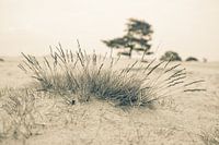 Close to nature