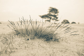 Close to nature