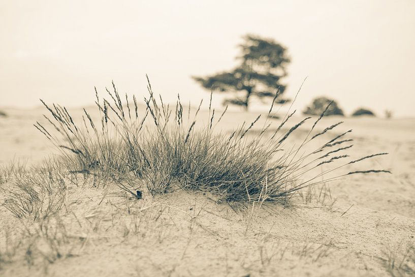 Close to nature by Wilco Schippers