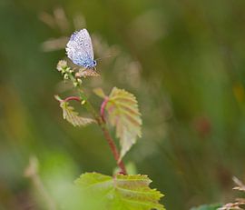 Icarus blue on Texel / Common blue on Texel