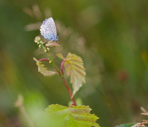 Icarus blauwtje op Texel / Common blue on Texel
