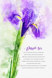 Lila Iris