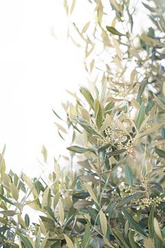 Olijfboom Bladeren in Portugal van Henrike Schenk