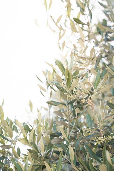Olive tree leaves in Portugal by Henrike Schenk