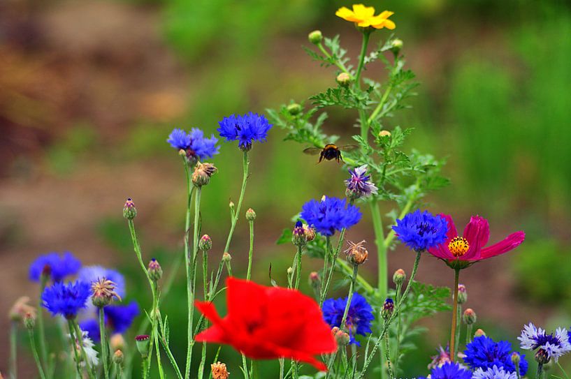 Dépliant 1 par Edgar Schermaul