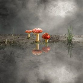 Mushrooms by Cora Deutekom