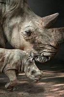 RhinoMom