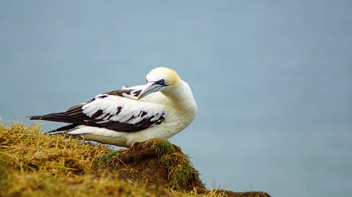Vogels bij Bempton Cliffs
