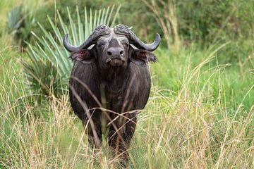 Kaapse buffel (Syncerus caffer), Oeganda van Alexander Ludwig
