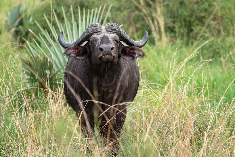 Buffle du Cap (Syncerus caffer), Ouganda par Alexander Ludwig