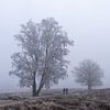 Walkig in the cold misty morning van Johannes Jongsma