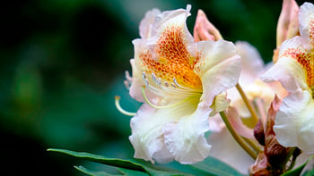 Photos de la nature's