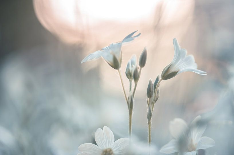 fleurs partie 303 par Tania Perneel
