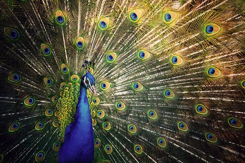 Männlicher Pfau mit offenen Federn