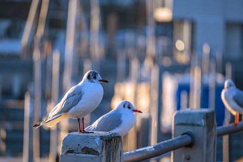 BADEN-WÜRTTEMBERG : MEEUWEN IN DE JACHTHAVEN FRIEDRICHSHAFEN