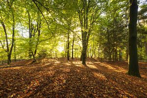 Herbst-Nationalpark Dwingelderveld (Niederlande) von Marcel Kerdijk