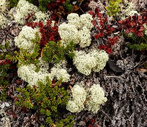Felsenblumen und Rentiermoos in Norwegen