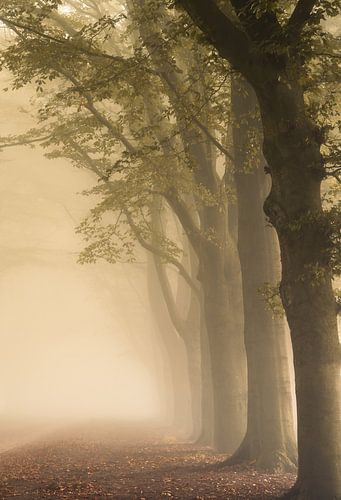 Planken Wambuis part 80