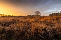 Zonsopkomst op de heide