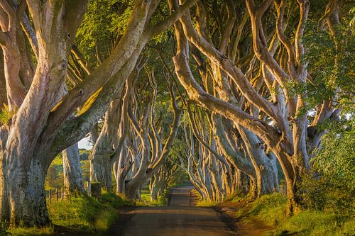 The Dark Hedges, Noord-Ierland