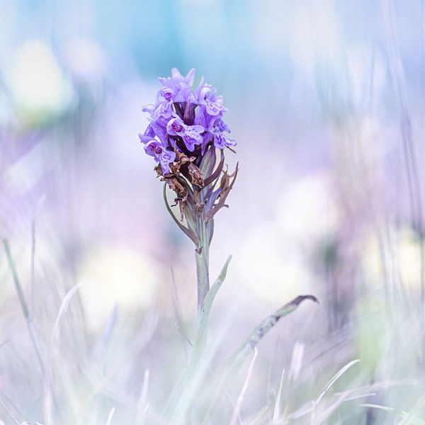 Fée des fleurs par Hennie Zeij