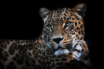 Persischer Leopard von Design Wall Arts
