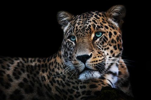 Persian Leopard