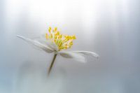 Anemone in weichem Licht
