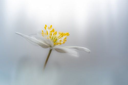 Anemone in soft light