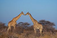Kussende giraffen