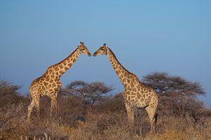 Küssende Giraffen von Remco Siero