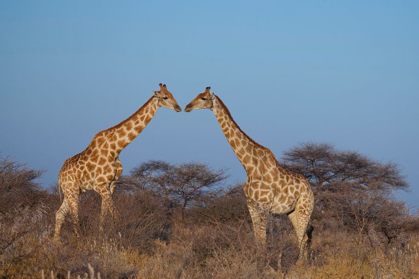 Kussende giraffen van Remco Siero