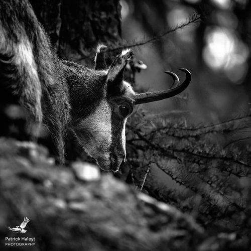 Gems zwart wit collectie van Patrick Haleyt Photography