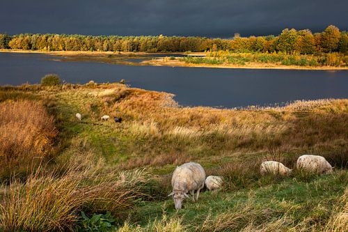 Landschap van het Holtveen, op de voorgrond schapen