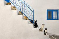 Lot of Cats on a Stairway