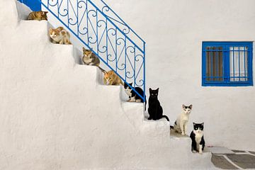 Partij katten op een trap van Katho Menden