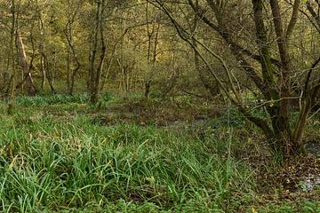 dans la forêt alluviale... Herrenbusch * Meerbusch, Lank-Latum * sur wunderbare Erde