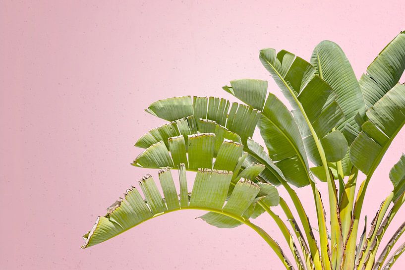 Palm in the Tropics. Pink. Pastel. by Alie Ekkelenkamp