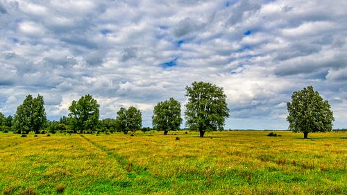 Six freestanding trees in a meadow