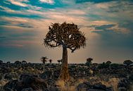 Quiver tree at sunset in Namibia, Africa by Patrick Groß thumbnail