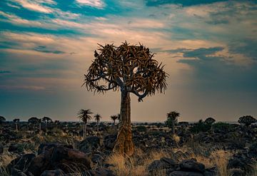Kokerboom bij zonsondergang in Namibië, Afrika van Patrick Groß
