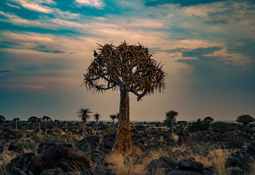 Quiver tree at sunset in Namibia, Africa by Patrick Groß