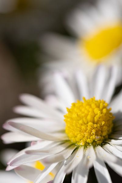 Lovely daisy- mooi madeliefje -- jolie marguerite by Christina Bauer Photos