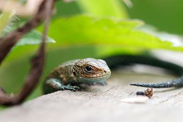 Small lizard van Antoine Deleij