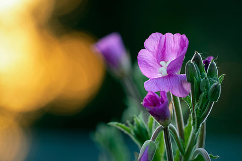 Roze Bloem in de Gouden Gloed van de Zonsondergang