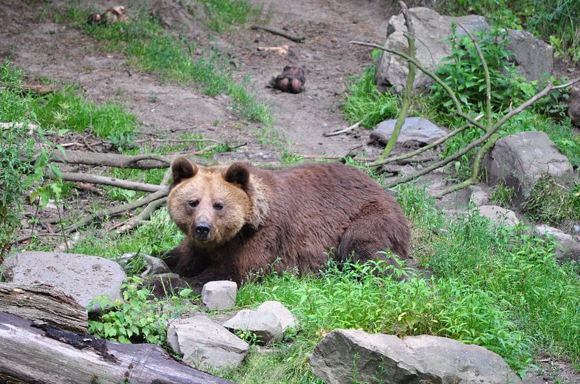 Beer deel 2 bear by Diana Edwards