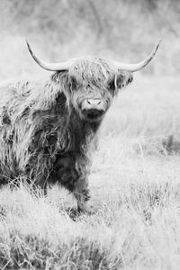 Schottischer Highlander schwarz-weiß Foto